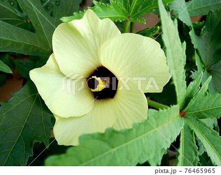 オクラ 花 クリーム色の花 黄色い花 大輪の花の写真素材