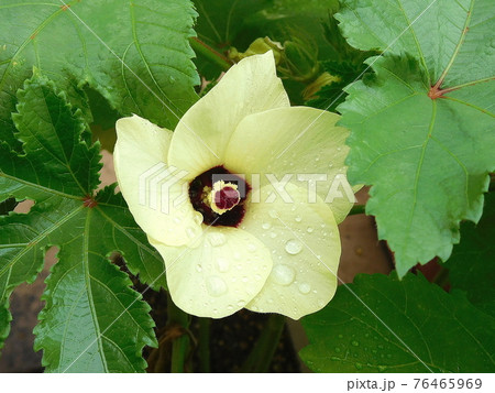 オクラ 花 クリーム色の花 黄色い花 大輪の花の写真素材