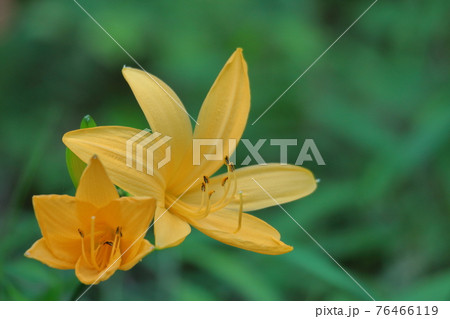 府中の浅間山に咲く 76466119