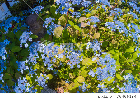京都市東山区建仁寺塔頭寺院・霊源院甘露庭を撮影 76466134