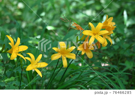 府中の浅間山に咲く 76466285