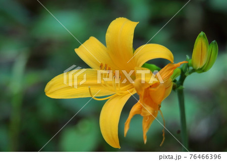 府中の浅間山に咲く 府中の浅間山に咲く 76466396