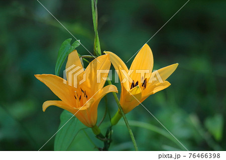 府中の浅間山に咲く 76466398