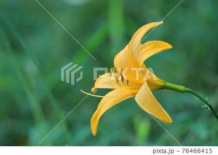 府中の浅間山に咲く 76466415