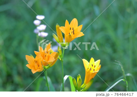 府中の浅間山に咲く 76466417