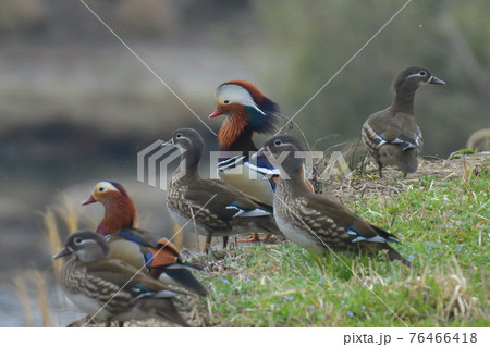 オシドリ 76466418