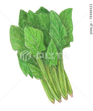 ほうれん草 手描き 水彩色えんぴつ画のイラスト素材