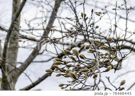 たくさんのハクモクレンの蕾 76466445