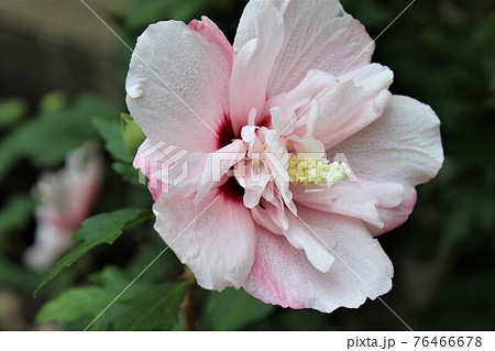 八重咲きの豪華に見える木槿の花はピンク色の写真素材 八重咲きの豪華に見える木槿の花はピンク色の写真素材