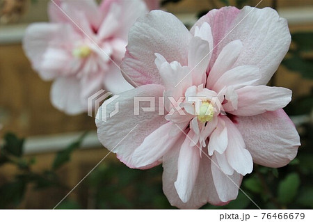 複雑に花びらが交差する菊咲きのムクゲ 76466679