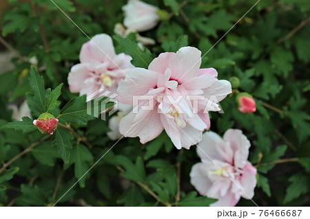 つぼみから満開の花迄木槿の色々 76466687