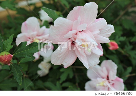 頬紅をつけたような淡いピンク色のムクゲの花の写真素材