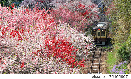 春のわたらせ渓谷鉄道 春のわたらせ渓谷鉄道 76466807