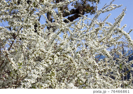 春に咲く雪柳の小さな白い花の写真素材