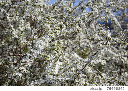 春に咲く雪柳の小さな白い花 76466862