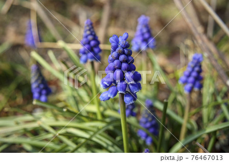 ムスカリのブドウの実のような紫の小さな花の写真素材