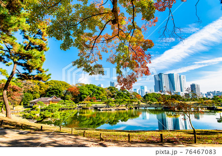 東京都 紅葉の浜離宮恩賜庭園 東京都 紅葉の浜離宮恩賜庭園 76467083