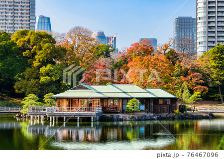 東京都 紅葉の浜離宮恩賜庭園 東京都 紅葉の浜離宮恩賜庭園 76467096