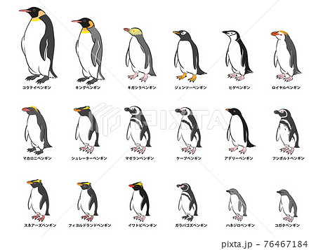ペンギン18種類セットのイラスト素材
