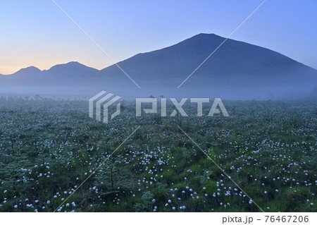 朝霧の戦場ヶ原のワタスゲと男体山 76467206