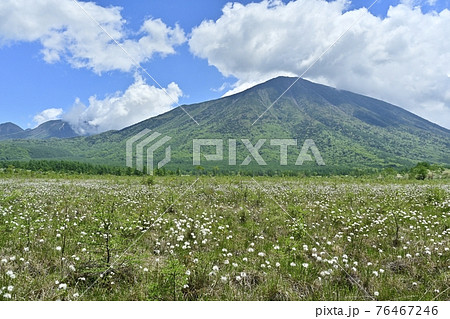 戦場ヶ原のワタスゲと男体山 76467246