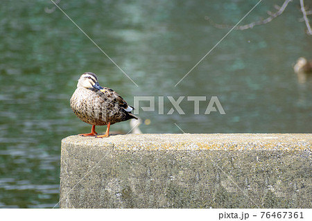 水辺の野鳥　カルガモ 76467361