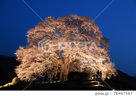 醍醐桜8586 76467567
