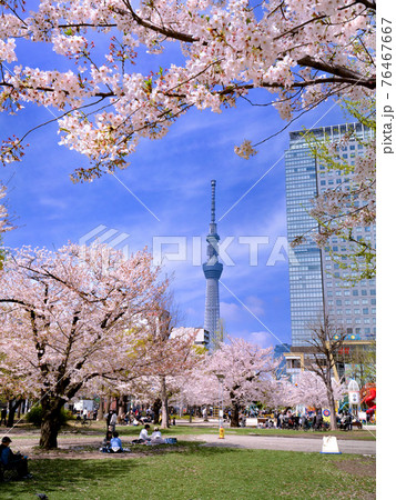 桜が満開の錦糸公園　東京都 76467667
