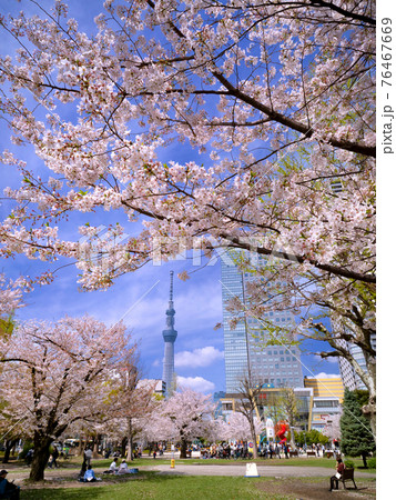 桜が満開の錦糸公園　東京都 76467669