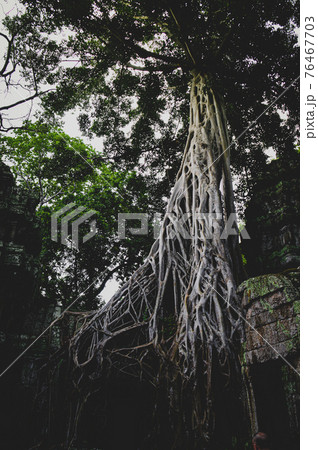 Banyan Tree embracing the ancient ruins in Ta Prohm Temple in Siem Reap, Cambodia Banyan Tree embracing the ancient ruins in Ta Prohm Temple in Siem Reap, Cambodia 76467703