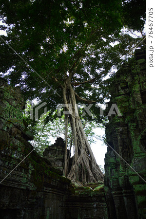 Banyan Tree embracing the ancient ruins in Ta Prohm Temple in Siem Reap, Cambodia 76467705