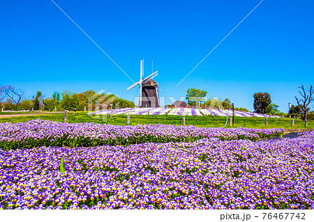 鶴見緑地のビオラと風車 鶴見緑地のビオラと風車 76467742