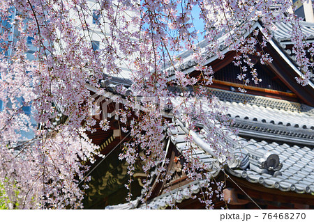 京都 紫雲山頂法寺 六角堂のしだれ桜 76468270