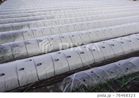 露地栽培 76468323