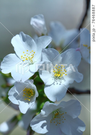 春うらら 76468887