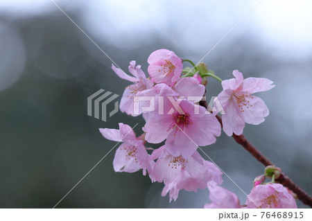 春うらら 春うらら 76468915