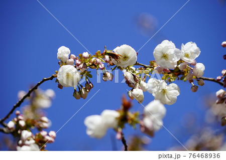 桜 永源寺 (えいげんじ) 76468936