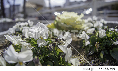 花 フラワー お花 76468949