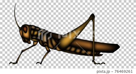 イナゴのイラスト素材