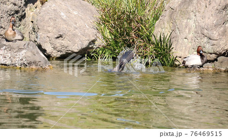 捕食するために池を泳ぐ1羽のカワウが潜る瞬間 76469515