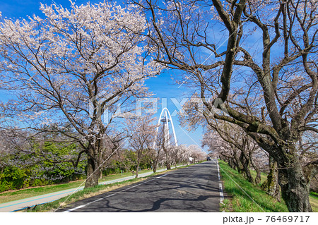 木曽川堤、満開の桜並木〈愛知県一宮市〉 木曽川堤、満開の桜並木〈愛知県一宮市〉 76469717