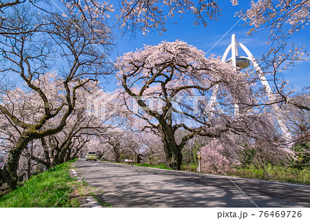 木曽川堤、満開の桜並木〈愛知県一宮市〉 木曽川堤、満開の桜並木〈愛知県一宮市〉 76469726