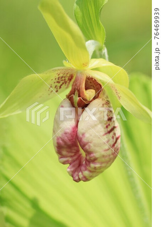 クマガイソウ　春の野草 76469939