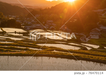 奈良県明日香村細川の夕刻の棚田を撮影 奈良県明日香村細川の夕刻の棚田を撮影 76470114