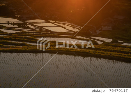 奈良県明日香村細川の夕刻の棚田を撮影 76470117