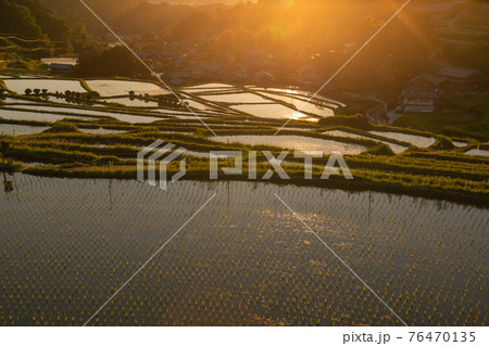 奈良県明日香村細川の夕刻の棚田を撮影 奈良県明日香村細川の夕刻の棚田を撮影 76470135