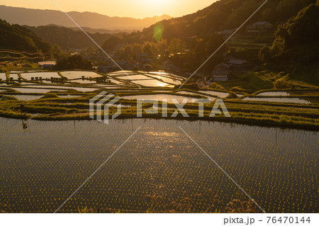 奈良県明日香村細川の夕刻の棚田を撮影 奈良県明日香村細川の夕刻の棚田を撮影 76470144