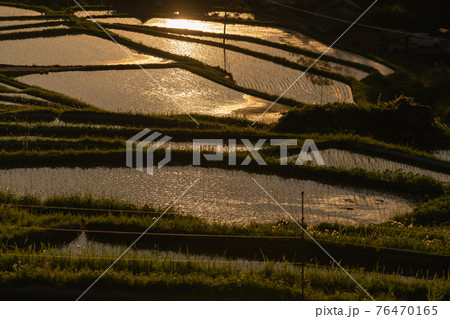 奈良県明日香村細川の夕刻の棚田を撮影 奈良県明日香村細川の夕刻の棚田を撮影 76470165