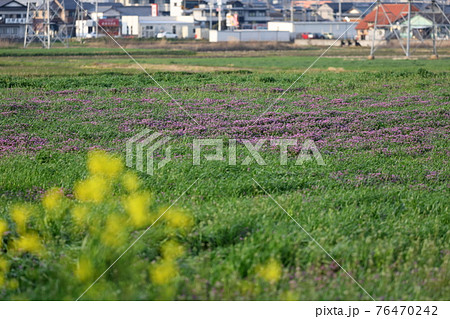 菜の花をぼかした先に沢山のホトケノザが咲いて町並みが見える畑 76470242