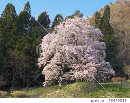 一本桜 - 秋山の駒桜 一本桜 - 秋山の駒桜 76470333